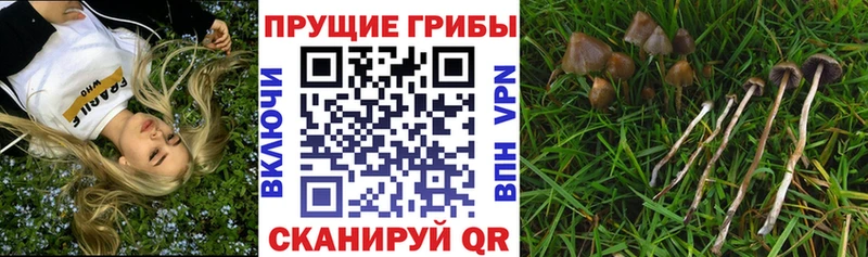 Галлюциногенные грибы прущие грибы  Топки 